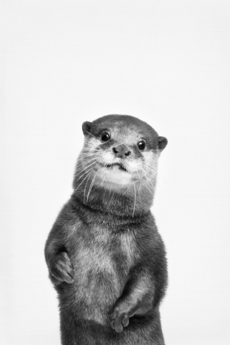 Sisi Seb Otter
