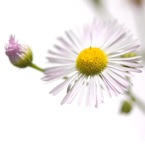 Sonja Durnberger Erigeron Annuus