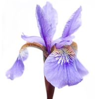 Sonja Durnberger Iris Versicolor