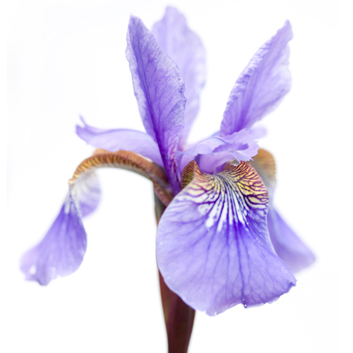 Sonja Durnberger Iris Versicolor