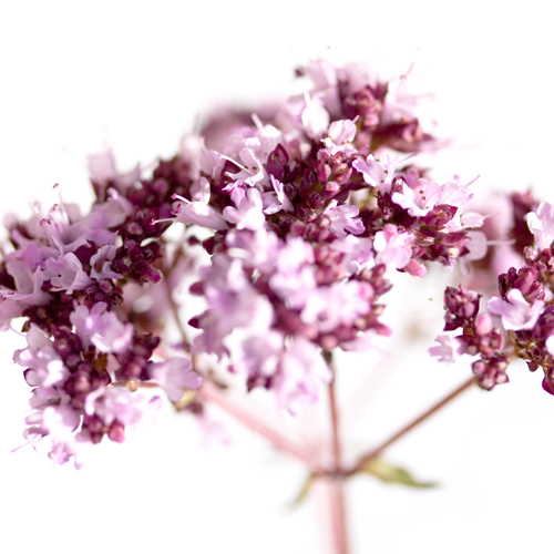 Sonja Durnberger Origanum Vulgare