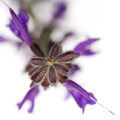 Sonja Durnberger Salvia Officinalis