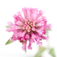 Sonja Durnberger Trifolium Pratense