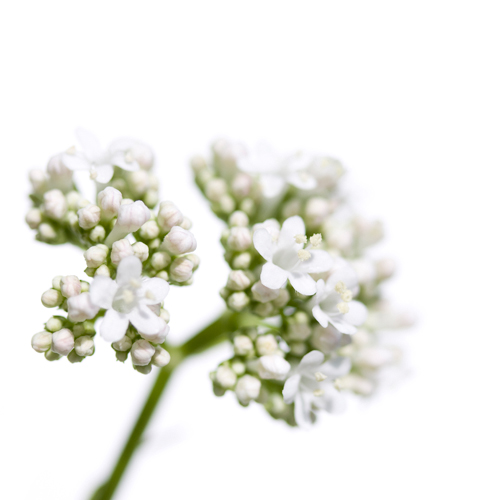 Sonja Durnberger Valeriana Officinalis