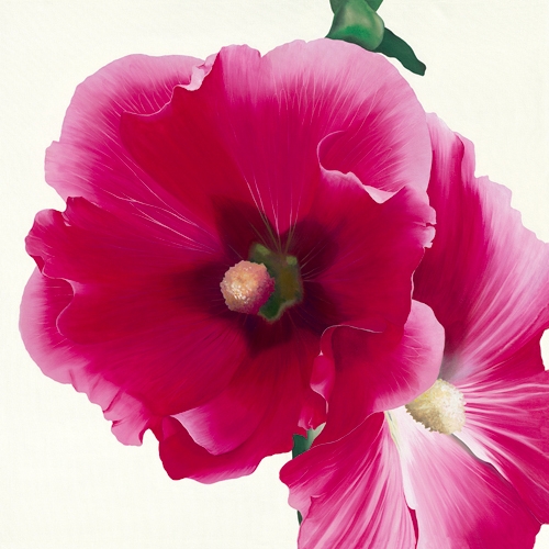 Stephanie Andrew Pink Hollyhock I