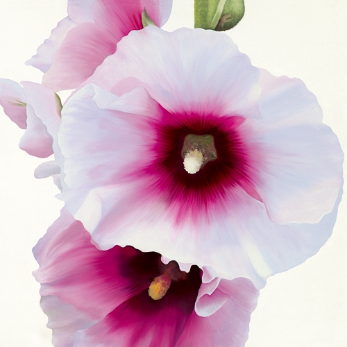 Stephanie Andrew White Hollyhock I