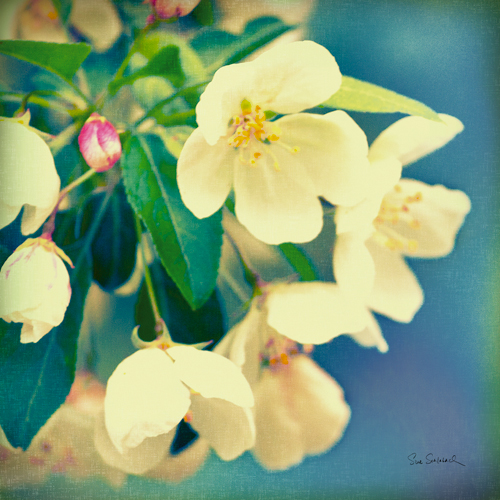 Sue Schlabach Natures Apple Blossom