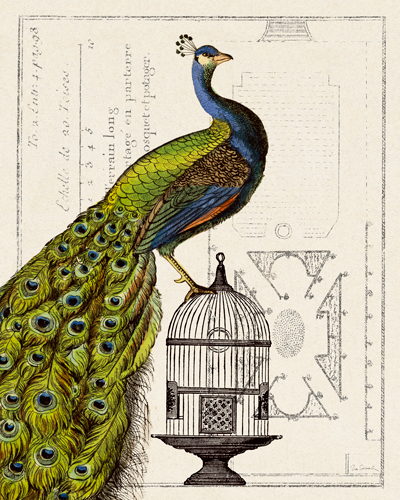Sue Schlabach Peacock Birdcage I