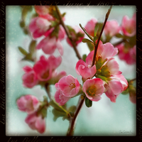 Sue Schlabach Quince Blossoms Ii