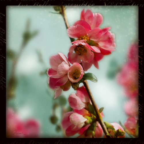 Sue Schlabach Quince Blossoms Iii