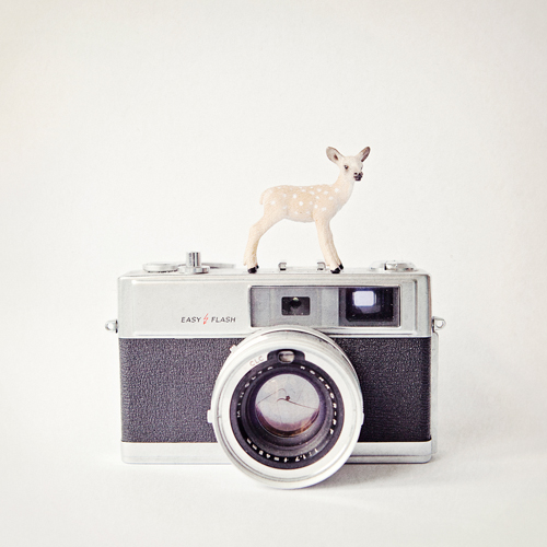 Susannah Tucker Photography Deer Vintage Camera