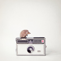 Susannah Tucker Photography Hedgehog Vintage Camera