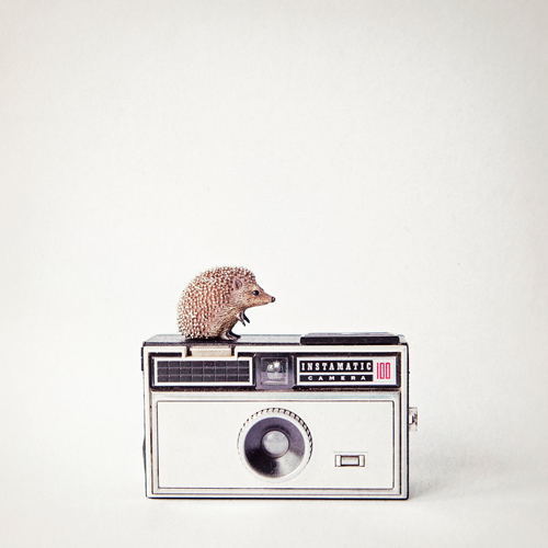 Susannah Tucker Photography Hedgehog Vintage Camera