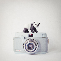 Susannah Tucker Photography Panda Vintage Camera