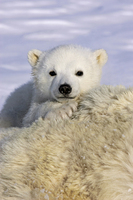 Suzi Eszterhas Polar Bear Cub Peeking Over Mother S Bod