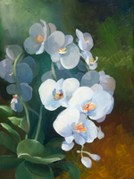 Sylvie Vernageau Phalaenopsis Blanc