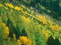 Tim Fitzharris Aspen Grove In Fall Colors Gunnison Nat