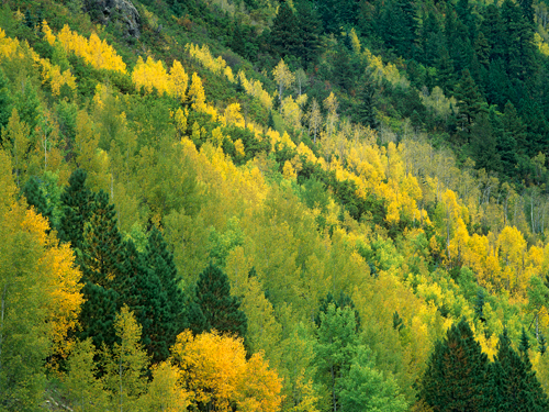 Tim Fitzharris Aspen Grove In Fall Colors Gunnison Nat