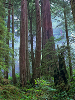 Tim Fitzharris Old Growth Forest Of Coast Redwood Stand