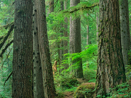 Tim Fitzharris Old Growth Forest Of Western Red Cedar G