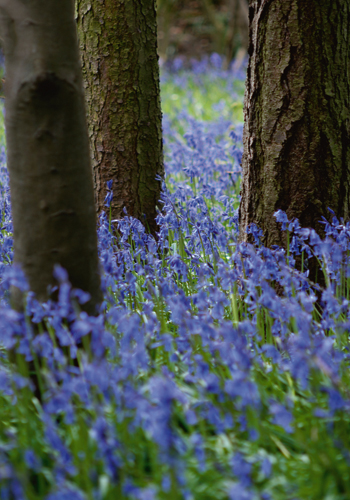 Tom Lambert Bluebell Wood L