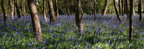 Tom Lambert Bluebell Wood Li