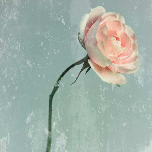 Tom Lambert Romantic Pink Rose