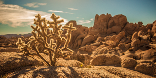 Tom Lichtenwalter Desert Foreground