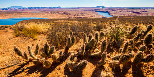 Tom Lichtenwalter Wild West Cactus