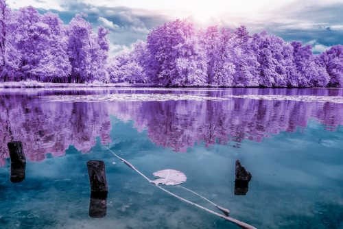 Tonee Gee Majolan S Park Reflections I Bordeaux