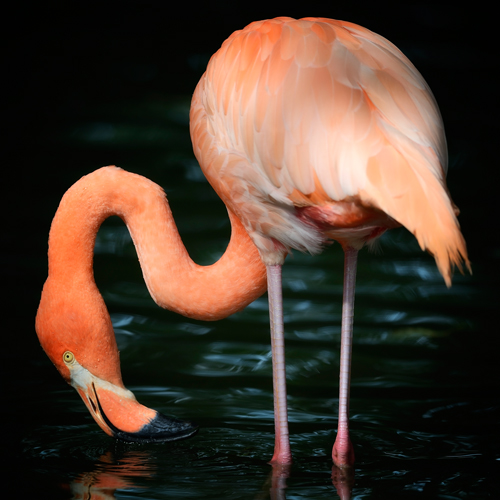 Uwe Steger Flamingo