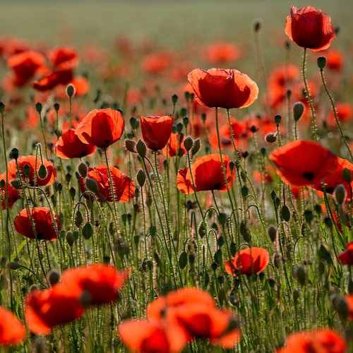 Uwe Steger Poppy Zone