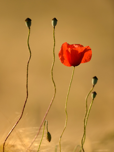 Uwe Steger The Last Flowers