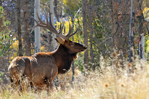 Vic Schendel Bull Elk In The Forest