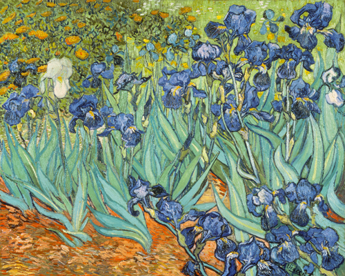 Vincent Van Gogh Iris