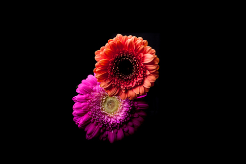 Volker Brosius Gerbera Duo