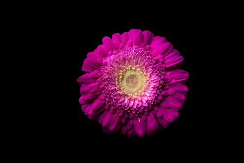 Volker Brosius Gerbera Lila