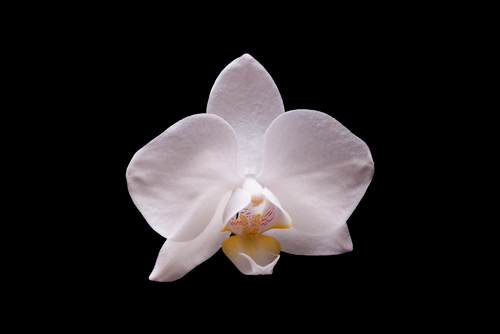 Volker Brosius Orchidee I