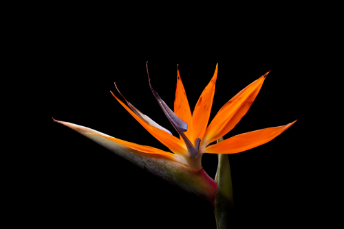 Volker Brosius Strelitzia