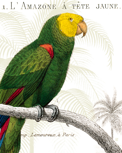 Wild Apple Portfolio Parrot Botanique I