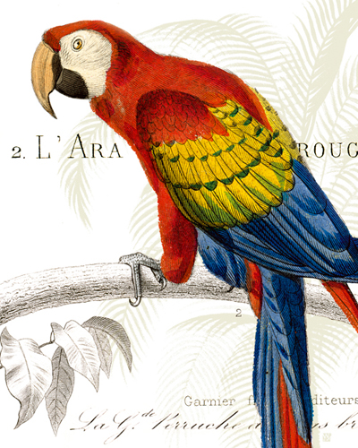Wild Apple Portfolio Parrot Botanique Ii