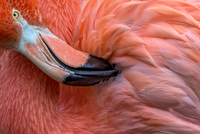 Xavier Ortega Flamingo Close Up