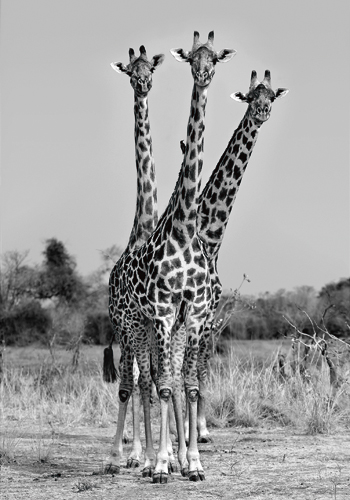 Xavier Ortega Giraffes Three