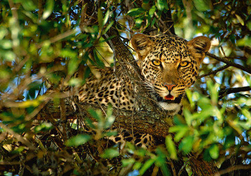 Xavier Ortega Leopard Camouflage