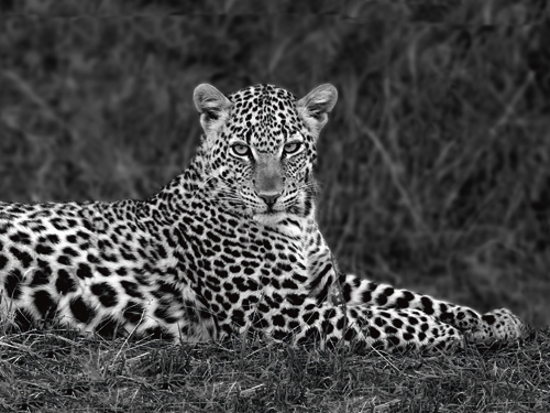 Xavier Ortega Leopard Portrait