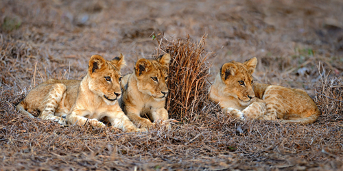 Xavier Ortega Lions Cub