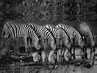 Xavier Ortega Zebras Reflection