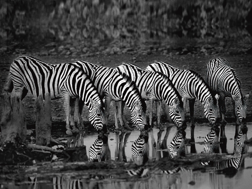 Xavier Ortega Zebras Reflection